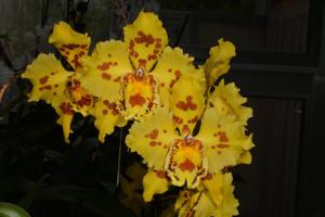 Oncidium Hambühren Gold