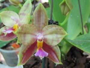 Phalaenopsis LD Green Kingfisher