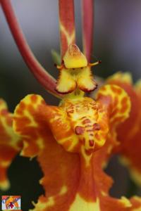 Psychopsis Mariposa