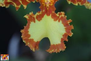 Psychopsis Mariposa
