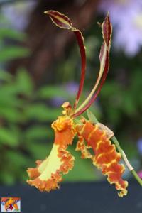 Psychopsis Mariposa