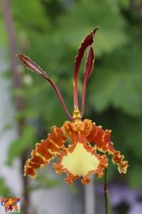 Psychopsis Mariposa
