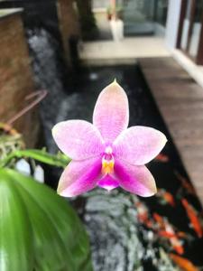 <i>Phalaenopsis</i> LYC Coralisa
