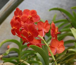 <i>Vanda</i> Dorothy Bennett