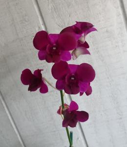 <i>Dendrobium</i> Blue Violetta-Red Maroon