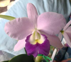 Cattlianthe Busy Bev