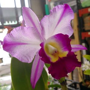 Rhyncholaeliocattleya Fatari