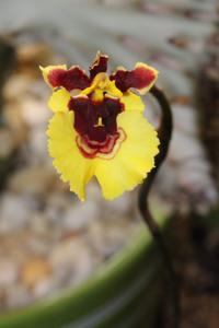Miltoniopsis Tequila Sunrise