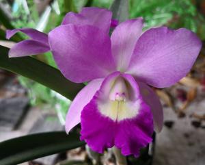 Brassocatanthe Aloha Mermaid