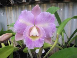 Rhyncholaeliocattleya Dal's Cherry