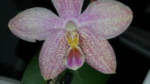 Phalaenopsis Tetrasambo-Tying Shin Popularity