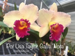 Rhyncholaeliocattleya Lisa Taylor Gallis