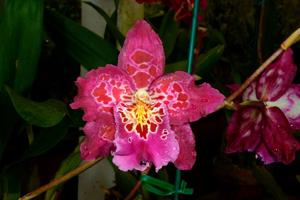 <i>Miltonidium</i> Aloha Passion