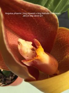 <i>Anguloa</i> Phoenix