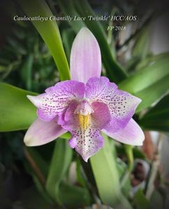 Caulocattleya Chantilly Lace