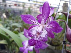 Epicatarthron Hilo Adventure