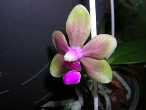 Phalaenopsis Factory's Wilbrace