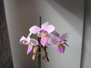 Phalaenopsis Venus
