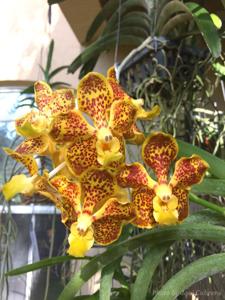Vanda Yellow Brick Road