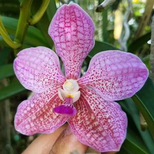 <i>Vanda</i> Jamaica Pixie