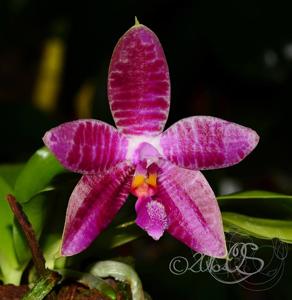 Phalaenopsis Sulaceous