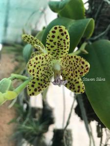 Phalaenopsis Little One