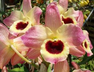 <i>Dendrobium</i> Vintage Rose
