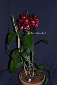 Cattlianthe Sagarik Wax