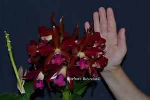 Cattlianthe Sagarik Wax