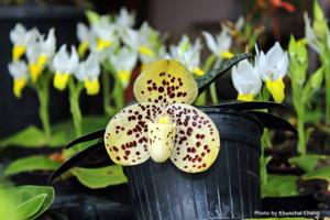 Paphiopedilum wenshanense