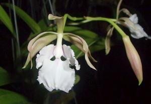 Epicyclia Valerie Parker