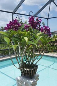 Cattlianthe Bactia