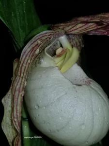 Cypripedium Philipp