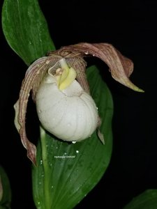 Cypripedium Philipp