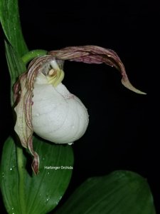 Cypripedium Philipp