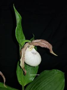 Cypripedium Philipp