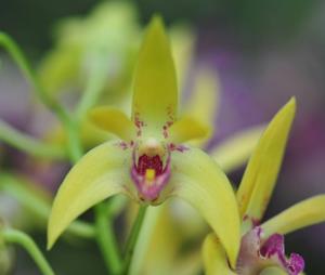 <i>Dendrobium</i> Bird Cage