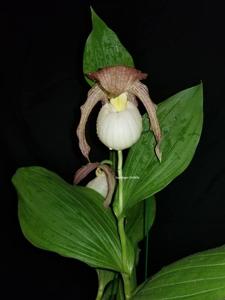 Cypripedium Philipp
