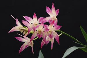 <i>Dendrobium</i> Colonial Falcon
