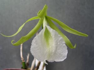 Prosavola Alex Hawkes