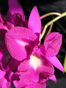 <i>Guaricattonia</i> Gabby Quest