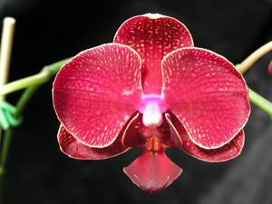 <i>Phalaenopsis</i> Taida Salu