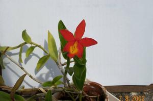 Epicattleya Veitchii