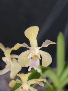 Vandachostylis Motes Leprechaun