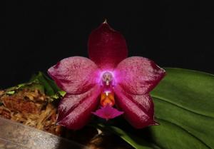 Phalaenopsis Jungo Cherry