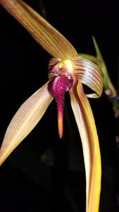 Bulbophyllum Doggy Doo