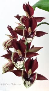 Catasetum Greg Scott