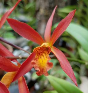 Guaricatophila Elizabeth Barnes