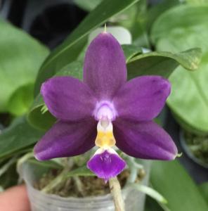 Phalaenopsis Chienlung Purple Jewel