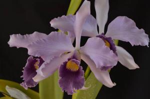 <i>Cattleya</i> Purpurato-Rex